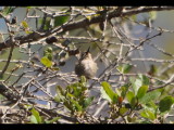 DSC_0594b.JPG