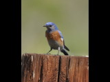 DSC_0870b.JPG