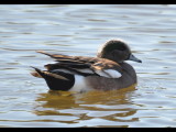 DSC_0909b.JPG