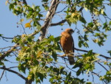 DSC_0143b.JPG