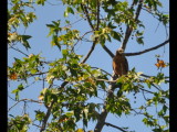 DSC_0152b.JPG
