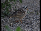 DSC_0298b.JPG