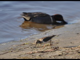 DSC_0461b.JPG