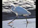 DSC_0518b.JPG