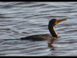 DSC_0575b.JPG