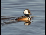DSC_0619b.JPG