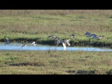 DSC_0729b.JPG