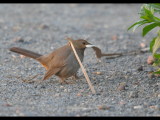 DSC_0857b.JPG