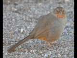 DSC_0887b.JPG