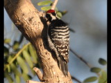 DSC_0035b.JPG