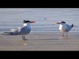 DSC_0065b.JPG