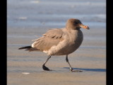 DSC_0087b.JPG
