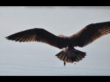 DSC_0146b.JPG