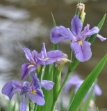 DSC_1408b.JPG