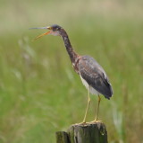 DSC_1618b.JPG