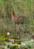 DSC_1717b.JPG