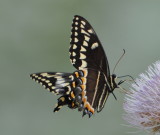 DSC_1784b.JPG