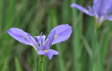 DSC_1799b.JPG