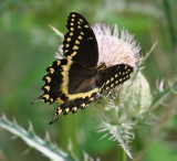 DSC_1803b.JPG