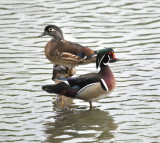 DSC_0141b.JPG