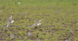 DSC_0198b.JPG