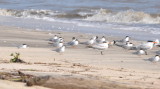 DSC_0371b.JPG