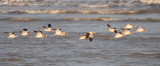 DSC_0040b.JPG