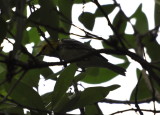 DSC_0418b.JPG