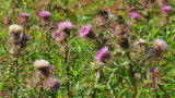 DSC_0765b.JPG