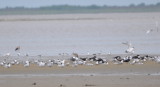 DSC_0159b.JPG