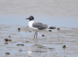 DSC_0177b.JPG