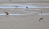 DSC_0228b.JPG