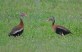 DSC_0661b.JPG