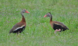 DSC_0662b.JPG