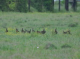 DSC_0689b.JPG