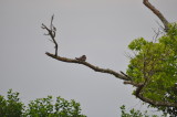 DSC_0693b.JPG