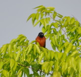 DSC_0886b.JPG