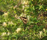 DSC_0911b.JPG
