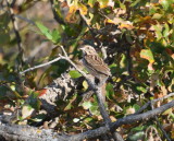 DSC_1130b.JPG