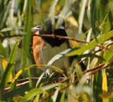 DSC_0279b.JPG