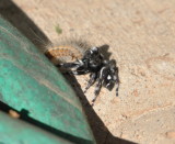 DSC_0209b.JPG