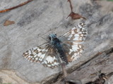 DSC_0399b.JPG