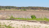 DSC_1804b.JPG