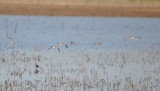 DSC_1928b.JPG