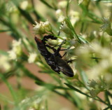 DSC_1947b.JPG