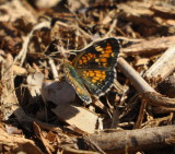 DSC_0090b.JPG