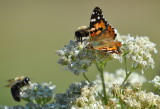 DSC_0107b.JPG