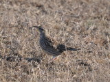 DSC_1119b.JPG