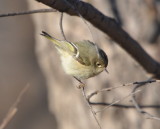DSC_1212b.JPG
