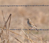 DSC_0420b.JPG